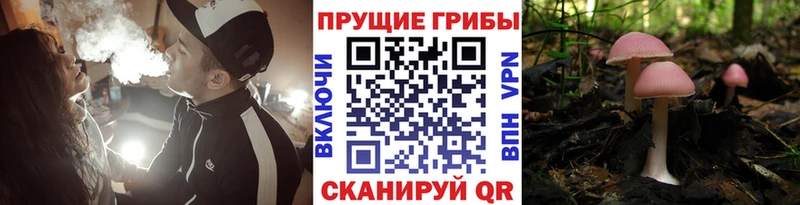 цены наркотик  Лодейное Поле  blacksprut вход  Псилоцибиновые грибы прущие грибы 